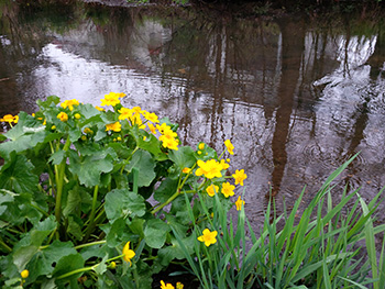 Sumpfdotterblume
