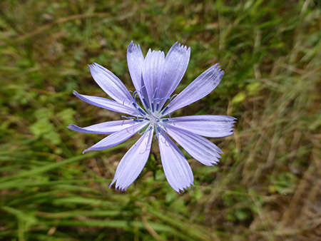Blüte