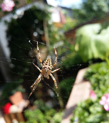 Kreuzspinne
