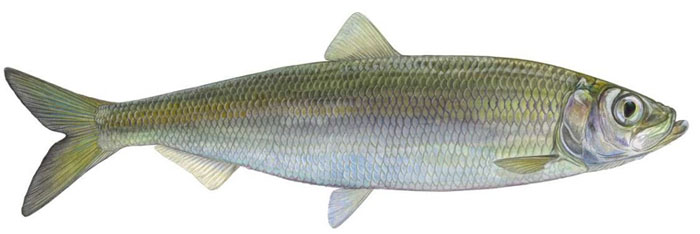 Hering