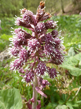Pestwurz