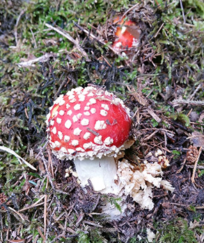 Fliegenpilz