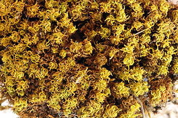 Spiralzahnmoos