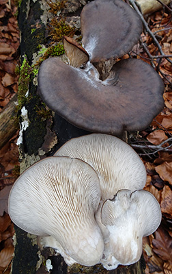 Austernpilz
